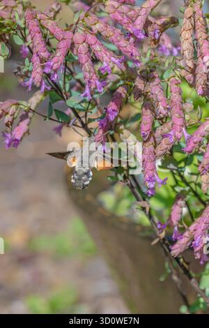 Macroglossum stellatarum - Kolibri Hawk Moth - Fütterung von Pollen von Origanum 'Bristol Cross' - Oregano - blüht im Sommer - August Stockfoto