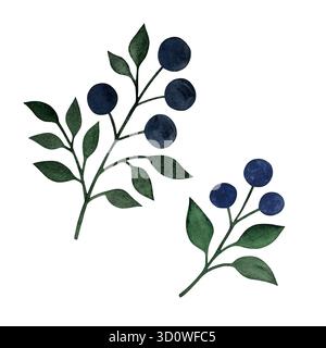 Blaue Waldbeeren in Aquarellfarben. Zweige mit blauen Beeren und Blättern auf weißem Hintergrund. Stockfoto