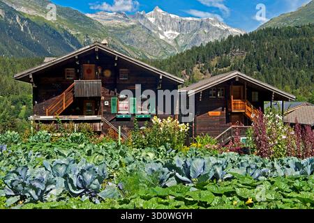 Zwei Walliser Chalets in einem Gemüsegarten, Mühlebach, Ernen, Wallis, Schweiz / zwei Walliser Chalets in einem Gemüsegarten, Mühlebach, Wallis, Schweiz Stockfoto