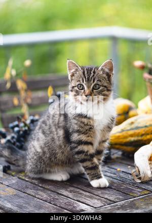 Neugieriges Tabby-Kätzchen mit weißen Pfoten sitzt auf einem rustikalen Holztisch, umgeben von Herbstdekorationen und bunten Kürbissen Stockfoto