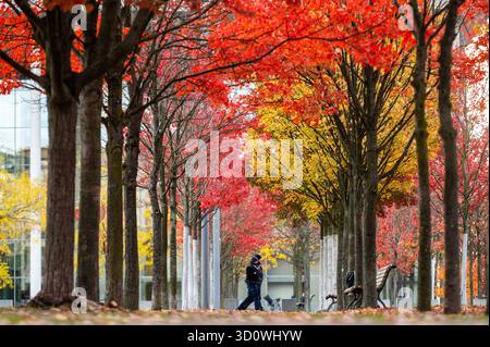 Berlin, Deutschland. Oktober 2025. Zwei Polizisten laufen zwischen Bäumen mit roten und gelben Blättern im Regierungsbezirk. Quelle: Christophe Gateau/dpa/Alamy Live News Stockfoto