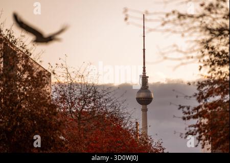 Berlin, Deutschland. Oktober 2025. Ein Vogel fliegt vor dem Fernsehturm, die Blätter auf den Bäumen sind im Herbst gefärbt. Quelle: Christophe Gateau/dpa/Alamy Live News Stockfoto
