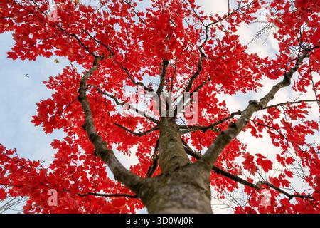 Berlin, Deutschland. Oktober 2025. Ein Baum mit roten Blättern steht im Regierungsbezirk. Quelle: Christophe Gateau/dpa/Alamy Live News Stockfoto