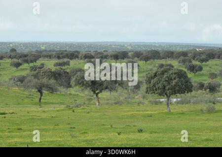 Ein üppiges grünes Feld mit mehreren verstreuten Bäumen unter einem teilweise bewölkten Himmel. Die Szene fängt die Ruhe einer ländlichen Umgebung im Frühling ein, sho Stockfoto
