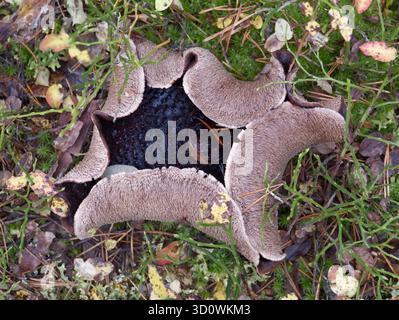 Pilze, die im Herbstwald auf Moos wachsen. Sarcodon imbricatus. Stockfoto