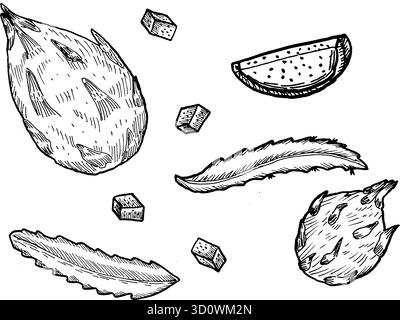 Drachenfrüchte mit Blättern und Schnittstücken Set. Handgezeichnete Vektorillustrationen isoliert auf transparentem Hintergrund. Stock Vektor