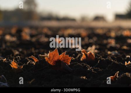 EIN SONNIGER HERBSTMORGEN Stockfoto