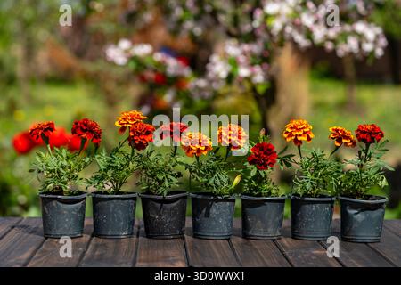 Gelbe und orangene Ringelblumensetzlinge werden im Frühjahr auf dem offenen Boden gepflanzt. Gartenblumen in schwarzen Plastikblumentöpfen, Nahaufnahme Stockfoto