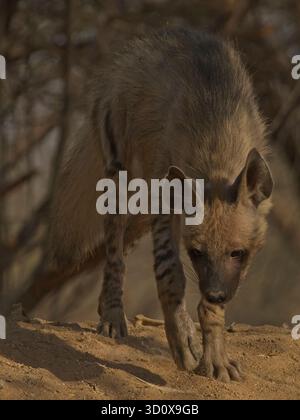 Gestreifte Hyänen (Hyaena hyaena) Stockfoto
