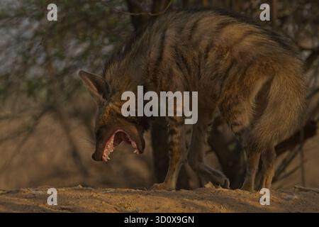 Gestreifte Hyänen (Hyaena hyaena) Stockfoto
