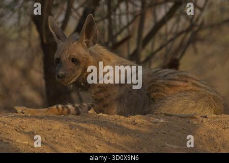 Gestreifte Hyänen (Hyaena hyaena) Stockfoto
