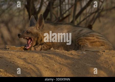 Gestreifte Hyänen (Hyaena hyaena) Stockfoto