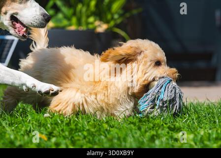 Ein energiegeladener, flauschiger Maltipoo-Welpe hält ein blau-graues, wischwippähnliches Spielzeug im Mund, während er rennt und teilweise mit einem älteren Beagle Tauziehen spielt Stockfoto