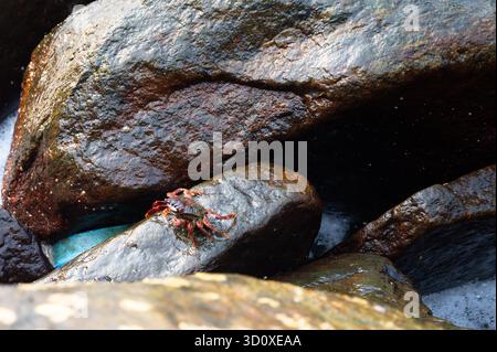 Sally lightfoot- oder Rotfelskrabben, Grapsus grapsus, weihnachtsinsel gecarcoidea natalis, Küste des indischen Ozeans und westliche Ghats, Indien Stockfoto