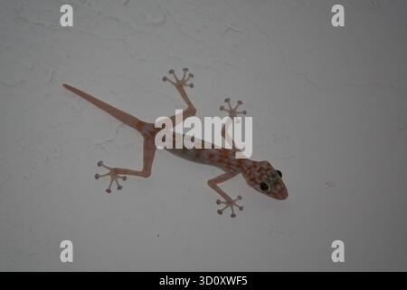 Das mediterrane Haus Gecko (Hemidactylus turcicus) Stockfoto