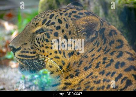 Persischer Leopard Panthera pardus tulliana in einem Zoo, eine stark gefährdete Tierart in einem Zoo. Stockfoto