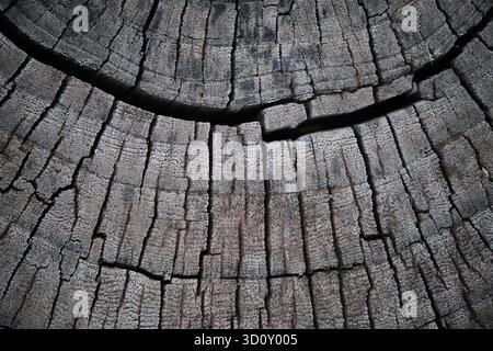 Querschnitt des Baumstamms mit Wachstumsringen. Hintergrund mit Holzstruktur Stockfoto