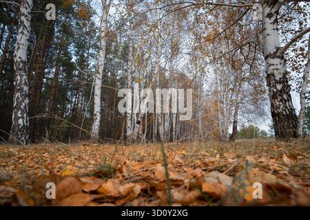Herbstlicher Birkenwald mit gelben Blättern, geringe Feldtiefe Stockfoto