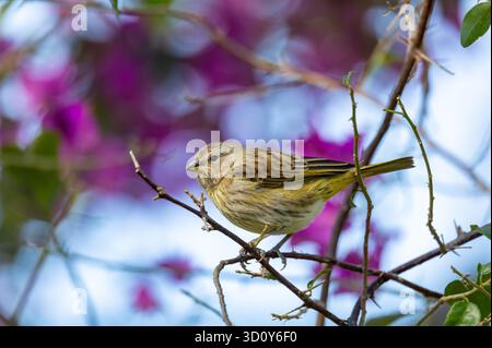 safranfinken (Sicalis flaveola) Jungfische, Tanager aus Südamerika, häufig in offenen, halboffenen Bereichen außerhalb des Amazonasbeckens. Itaiacoca, Ponta Grosa, Parana Brasilien. Brasilianische Tierwelt und Vogelbeobachtung. Stockfoto