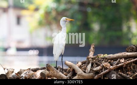 Rinderreiher steht auf einem Haufen Holz und Müll in einer Stadt, Tierwelt in der städtischen Umgebung, Indien, Vogel in verschmutzter Natur Stockfoto