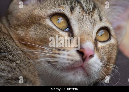 Nahaufnahme des Gesichts eines jungen Kätzchens mit feiner Detailschärfe und Klarheit auf das rechte Auge. Stockfoto