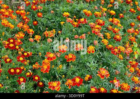 Leuchtende rote und orangene Blumen von französischen Ringelblumen, Tagetes Patula, UK Garden September Stockfoto