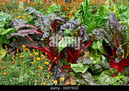 Kontrastierende rote und grüne Blätter und Stämme von Mangold, die mit Ringelblumen als Begleitpflanzung im britischen Garten September wachsen Stockfoto