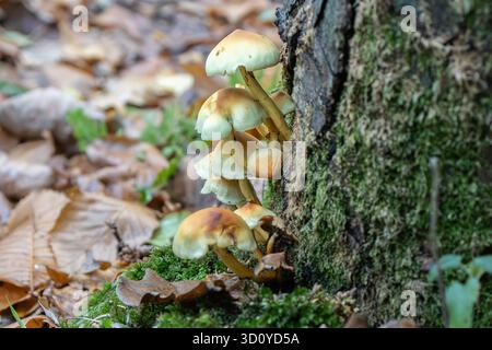 Gruppe von gelben Pilzen auf Baumstamm Stockfoto