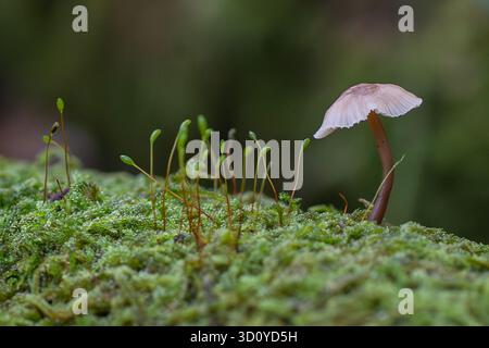 Winziger Pilz und Moos im Detail Stockfoto