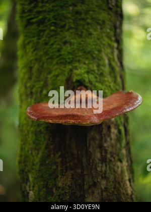 Leuchtend roter Bienenpilz, der auf moosbedeckten Baumstämmen im Wald wächst Stockfoto