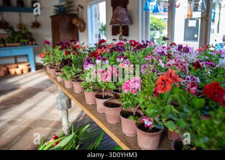 Viele bunte Geranienblumen in Töpfen zum Verkauf, Tisch mit Pflanzen im gemütlichen Gartengeschäft Stockfoto