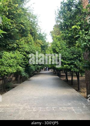 Ein friedlicher Gartenweg umgeben von üppigen grünen Bäumen in Shiraz, Iran. Stockfoto
