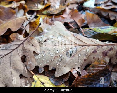 Wassertropfen auf ein Blatt im Wald im Herbst Stockfoto