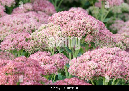 Hylotelephium mottramianum Herbstfreude, hybride Steinblume Herbstfreude, große flache Endblumen mit rosa Sternenblüten im Frühherbst Stockfoto