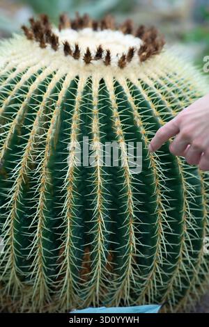 Grosser grüner Kaktus mit gelbem Nadelfragment. Echinocactus grusonii im botanischen Gewächshaus. Selektiver Fokus. Hochwertiges vertikales Foto Stockfoto