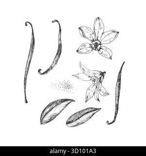Vanilleset handgezeichneter Vektorillustrationen. Schwarz-weiße Blumen, Schoten und Blätter Stock Vektor