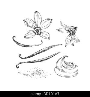 Vanilleset handgezeichneter Vektorillustrationen. Schwarz-weiße Blumen, Schoten und Blätter Stock Vektor