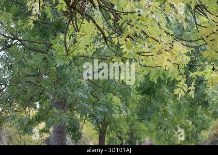 In einer großen Aschenallee wechseln die ersten Blätter ihre Farbe Stockfoto
