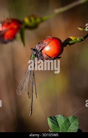 Ein Nahaufnahme-Makro einer smaragdgrünen Damselfliege (Lestes sponsa), die zart auf einer hellroten Hüftrose thront. Das Bild erfasst den Kontrast zwischen der Meta Stockfoto