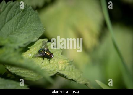 Eine Nahaufnahme einer grünen Flaschenfliege (Lucilia sericata), die bei natürlichem Tageslicht auf einem brennenden Brennnesselblatt thront. Der metallisch-grüne Körper der Blowfly (Fortsetzung) Stockfoto