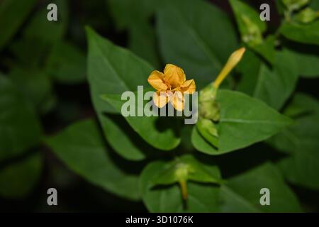 Blick auf eine gelbfarbene, peruanische Blume (mirabilis jalapa), die am Abend blüht Stockfoto