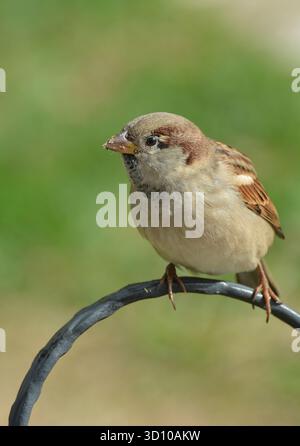 Haus Sparrow, Passer domesticus, weiblich, auf einer Metallschiene. Vögel, Arten, Spatzen der Alten Welt. Stockfoto