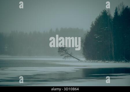 An einem nebeligen Wintertag liegender Kiefer an einem gefrorenen See Stockfoto