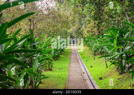 Ein ruhiger Weg gesäumt von üppigem Grün führt durch den Archäologischen Park San Agustin, der zum UNESCO-Weltkulturerbe in Huila, Kolumbien, gehört. Stockfoto