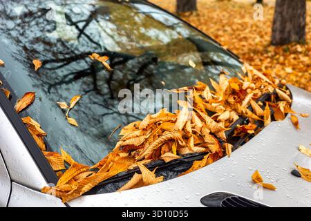 Nahaufnahme der Windschutzscheibe des nassen Autos, die nach Regen mit Herbstlaub bedeckt ist und das jahreszeitliche Wetter und die Atmosphäre im Freien zeigt Stockfoto