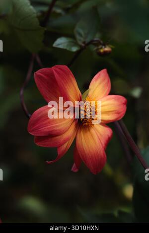 Leuchtende rot-orange Dahlienblume, beleuchtet durch sanftes Herbstlicht vor dunklem Hintergrund. Der Kontrast hebt die Form und Textur der Blütenblätter hervor Stockfoto