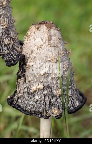 Makroaufnahme eines Reifen, zotteligen Tuschenkappenpilzes (Coprinus comatus) mit strukturierten weißen und schwarzen Skalen Stockfoto