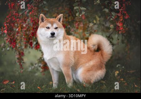 Wunderschöner Shiba Inu Hund, der auf Gras steht, umgeben von lebhaftem Herbstlaub mit roten und orangen Blättern Stockfoto