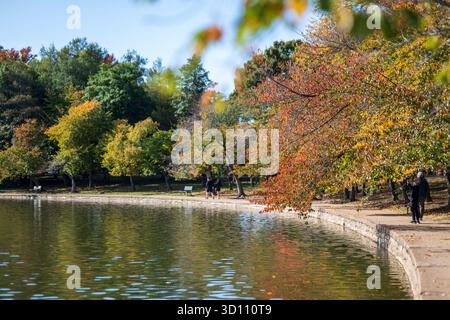 Kirschbaumblätter im Herbst am Tidal Basin Washington DC | WASHINGTON D.C., Vereinigte Staaten — Besucher schlendern den steinummauerten Weg entlang des Tidal Basin unter Kirschbäumen in voller Herbstfärbung. Der von der Armee des Ingenieurkorps zwischen 1882 und 1909 als Gezeiten-Speicherbecken angelegte Bassinringweg ist heute eine der beliebtesten Wanderwege der National Mall, besonders wenn die gleichen Bäume, die im Frühling für ihre Blüten berühmt sind, jeden Herbst rot und golden werden. Stockfoto