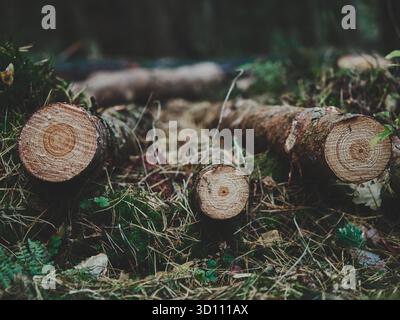 Hree frisch geschnittene Baumstämme liegen nebeneinander im Wald, fotografiert von oben mit sichtbaren Holzringen und rauer Rindenstruktur. Naturbraun t Stockfoto